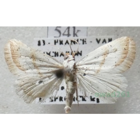 Eublemma pura (Hübner, 1813) France54k